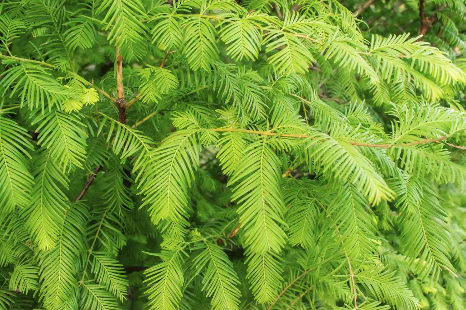 Grüne Zweige und Blätter des Gold Rush, Dawn Redwood, Metasequoia glyptostroboides