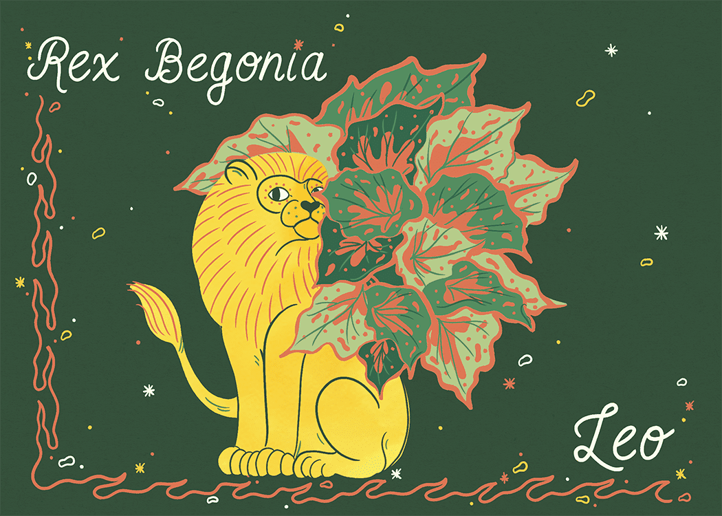 ilustração da begônia leo rex