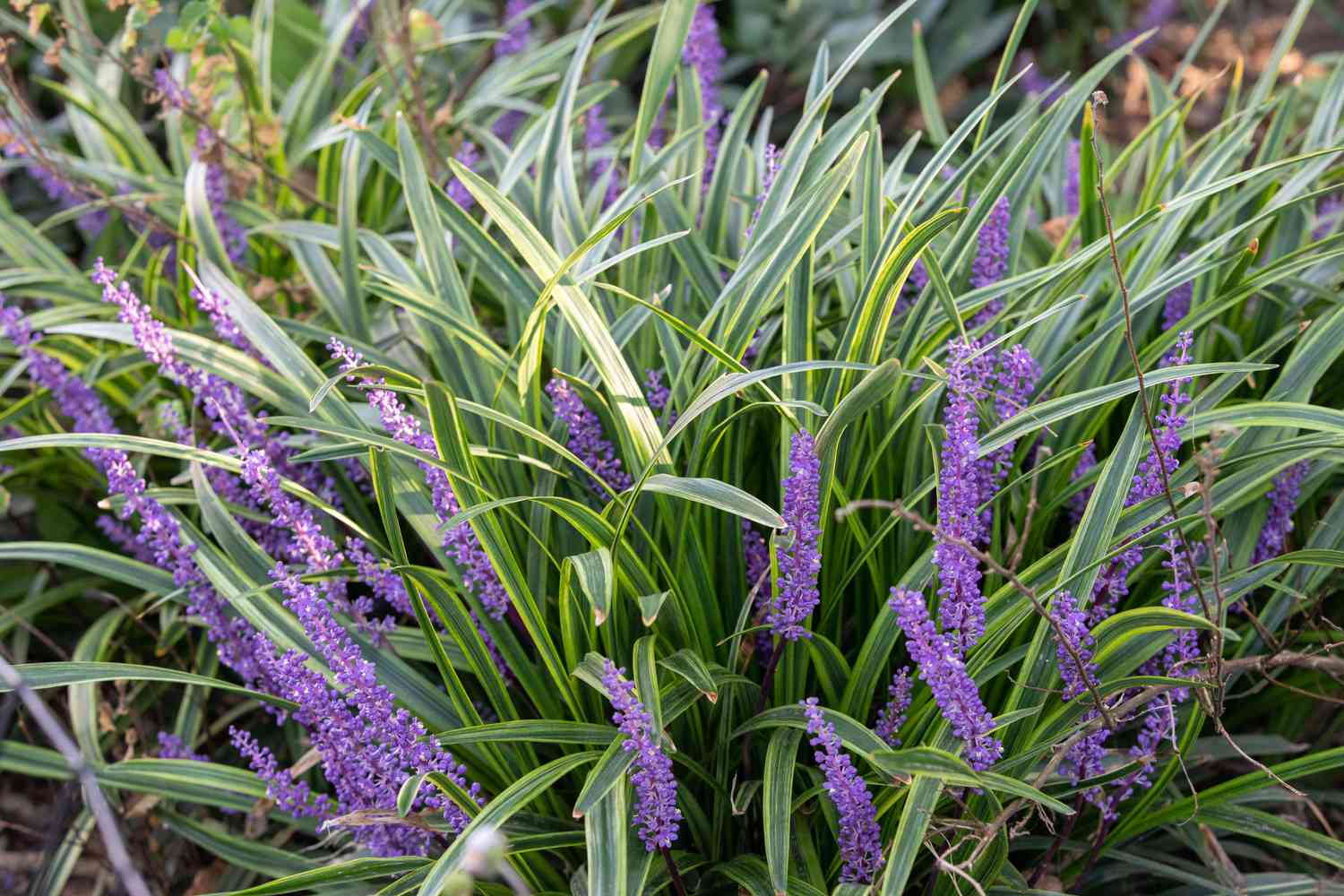 liriope Gras