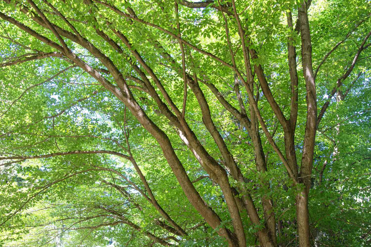 Rebenblatt-Ahornbaumstämme, die sich zu ausladenden Ästen mit hellgrünen Blättern ausbreiten