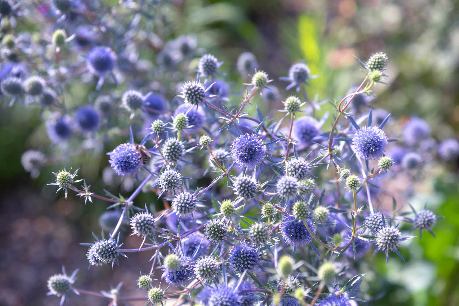 Stechpalmenpflanze mit violetten kugelförmigen Blüten und silbern bestachelten Blättern