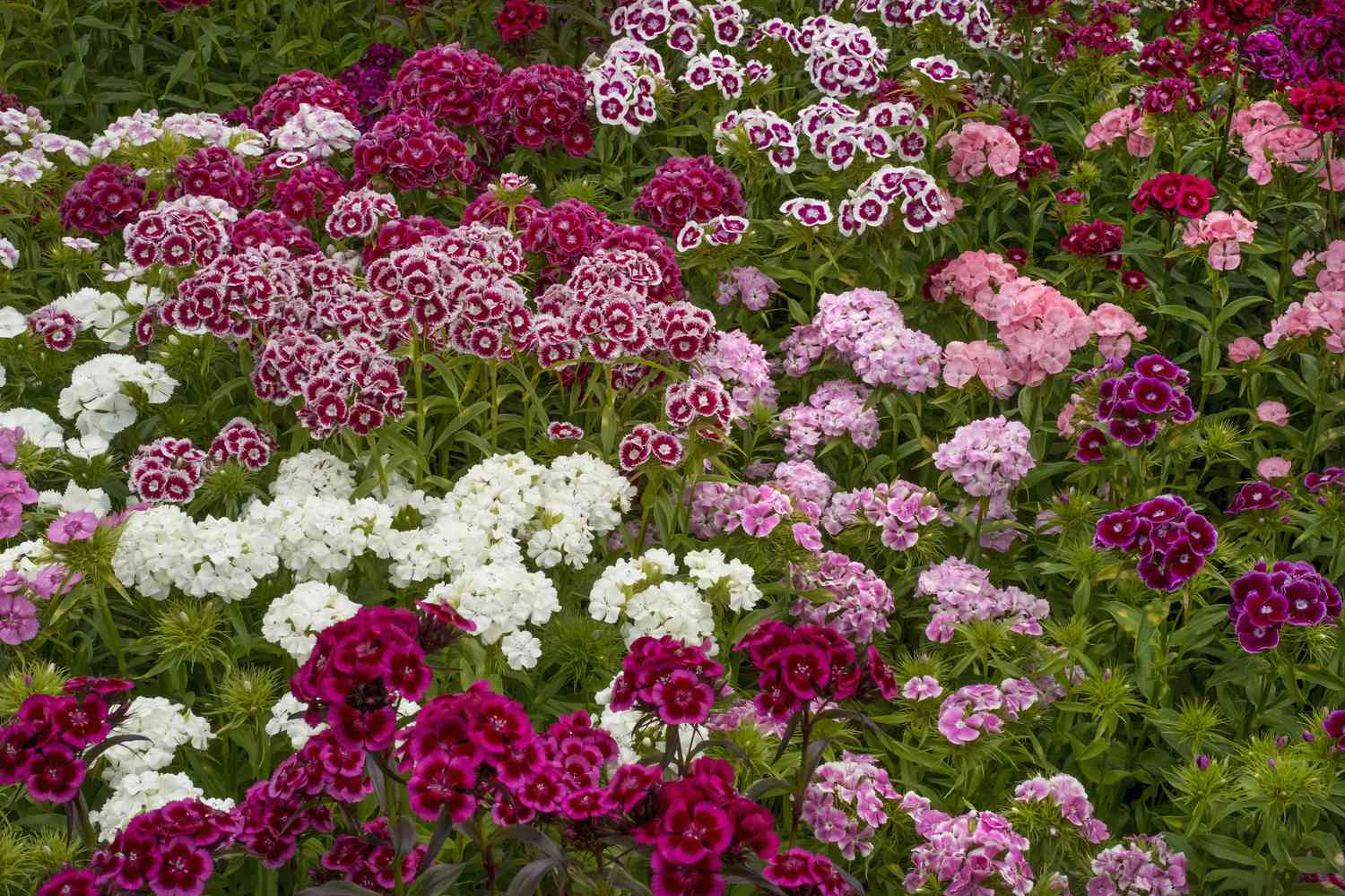 conjunto de flores de dianthus