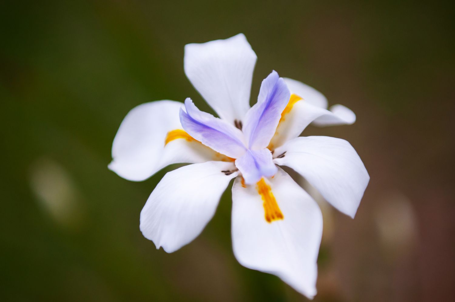 Afrikanische Schwertlilienblüte mit weißen Blütenblättern in Nahaufnahme