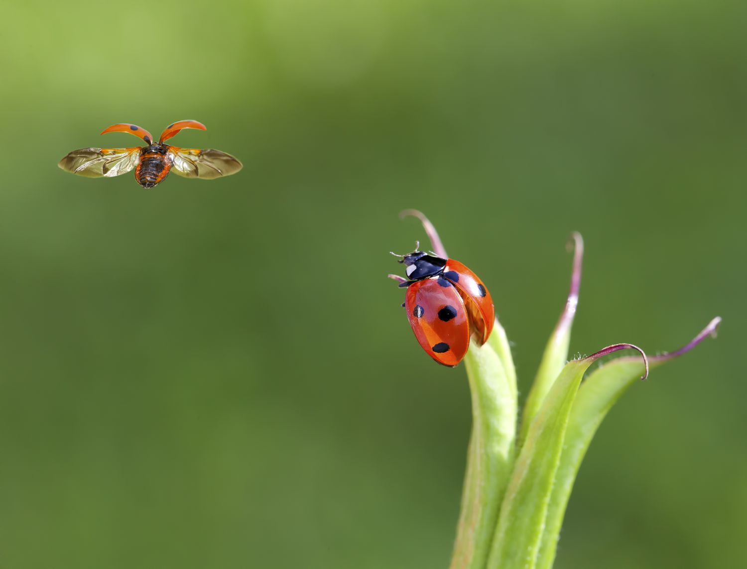Two ladybirds