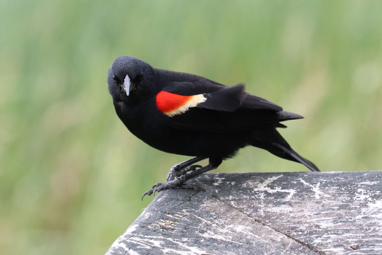 red-winged blackbird