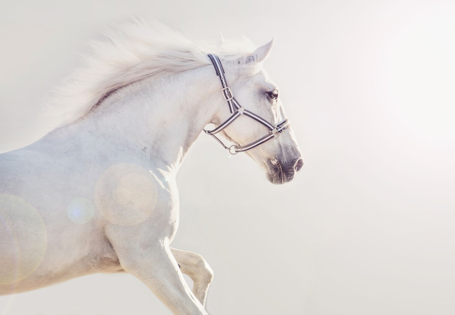 laufendes weißes Pferd mit grauem Hintergrund