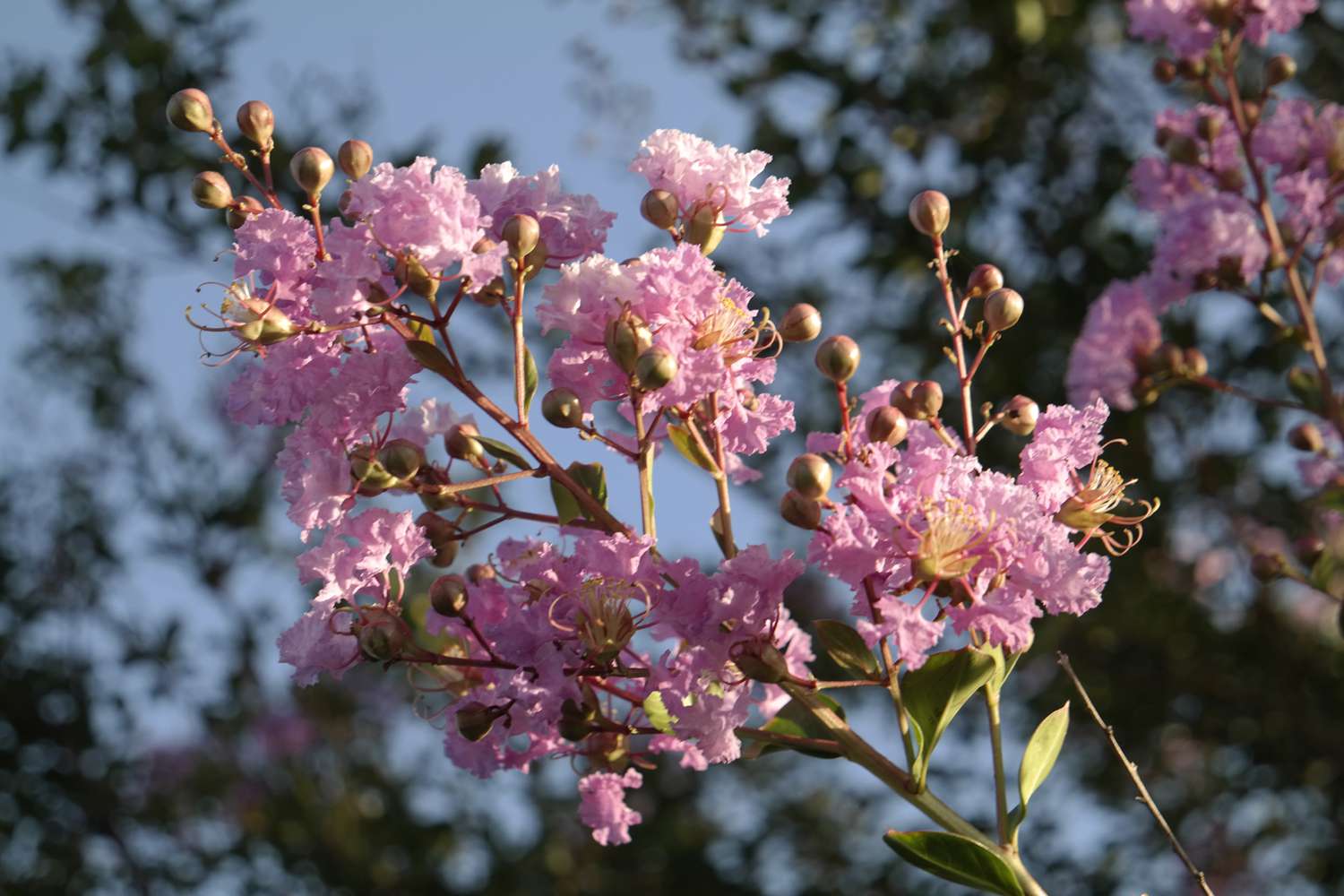 Kreppmyrte (Lagerstroemia)