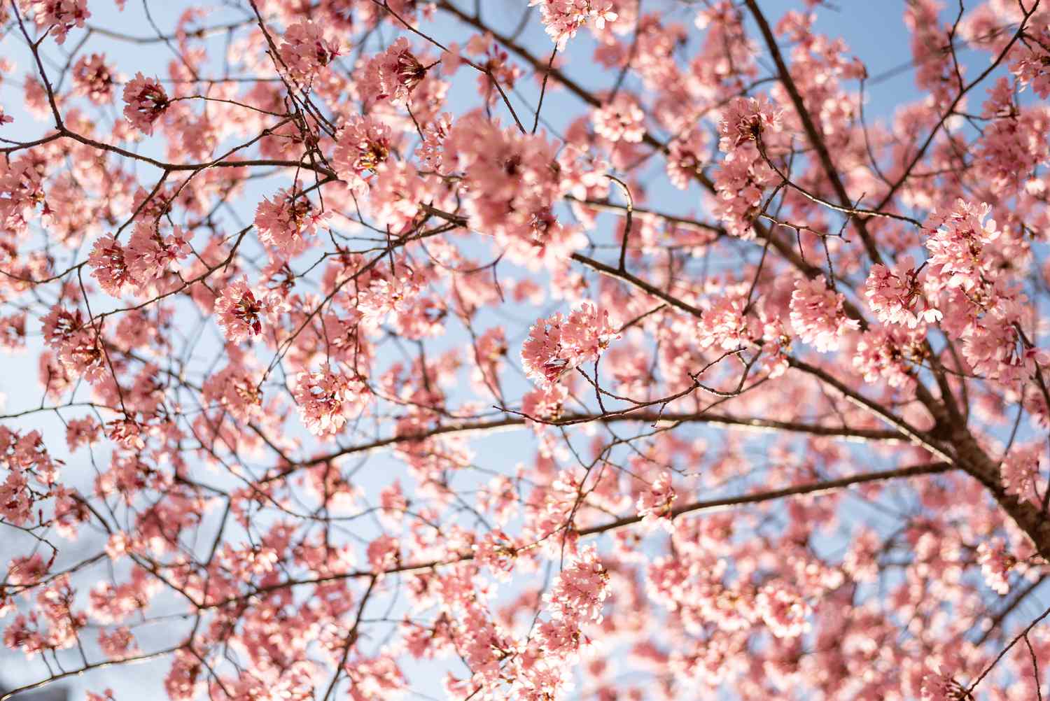 Süßkirschbaumzweige mit kleinen rosa Blütentrauben vor blauem Himmel