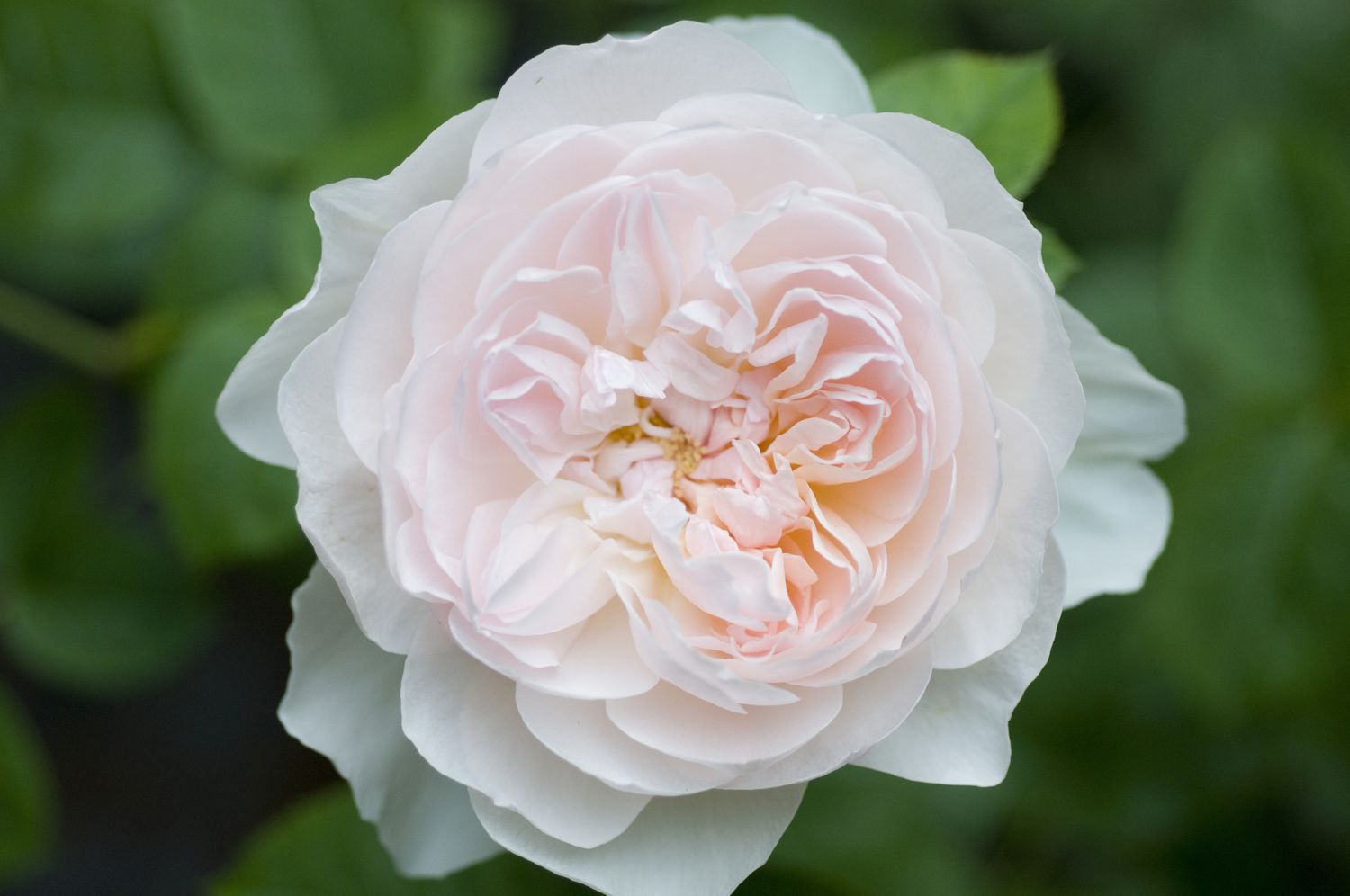 'Gentle Hermione' Englische Rose mit blassrosa Blütenblättern