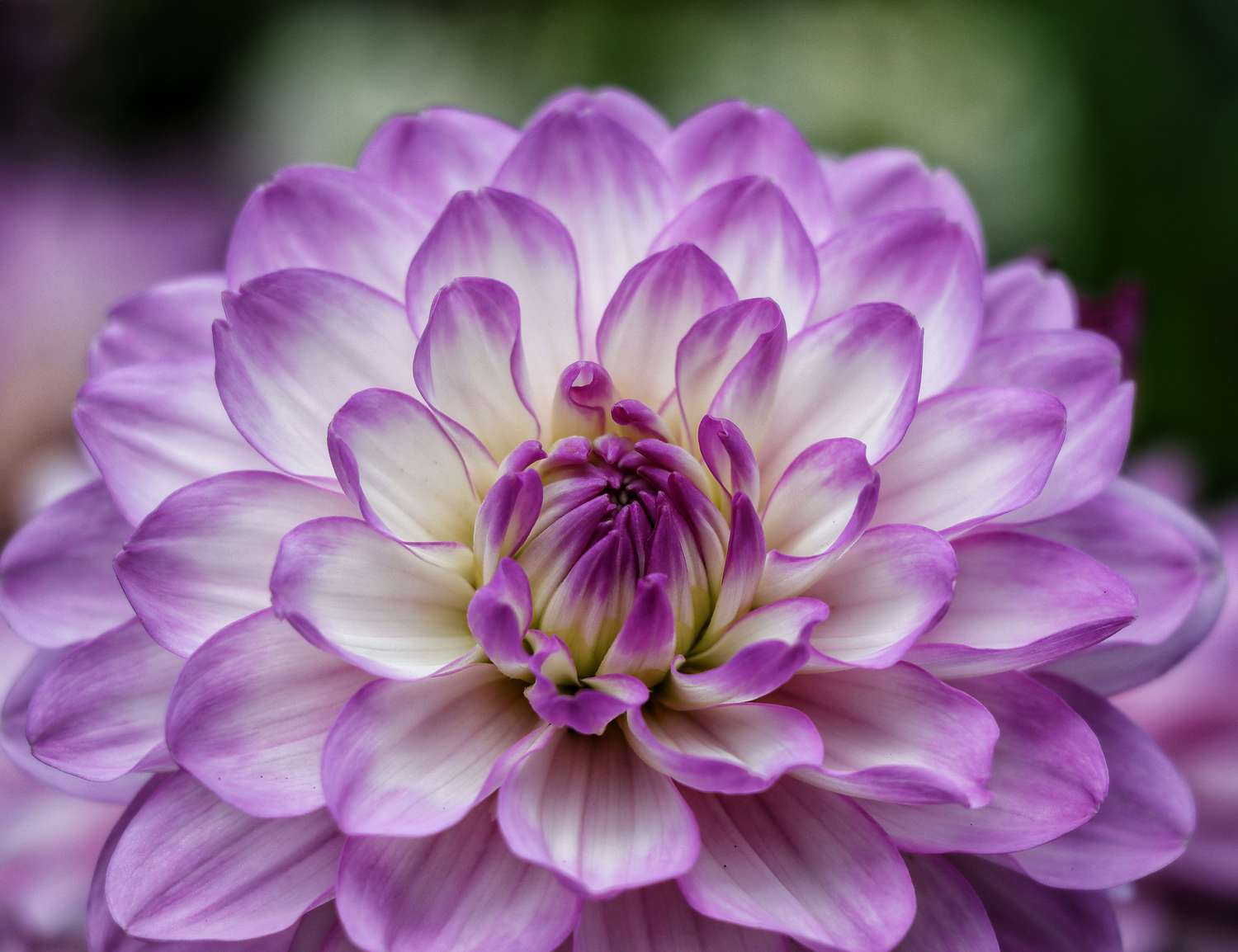 'Lisa Lisa' dahlia