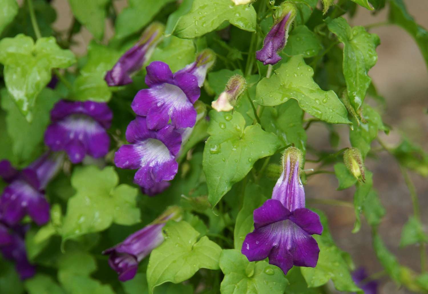 Löwenmäulchen-Ranke mit violetten und weißen trompetenförmigen Blüten und leuchtend grünen pfeilförmigen Blättern in Nahaufnahme