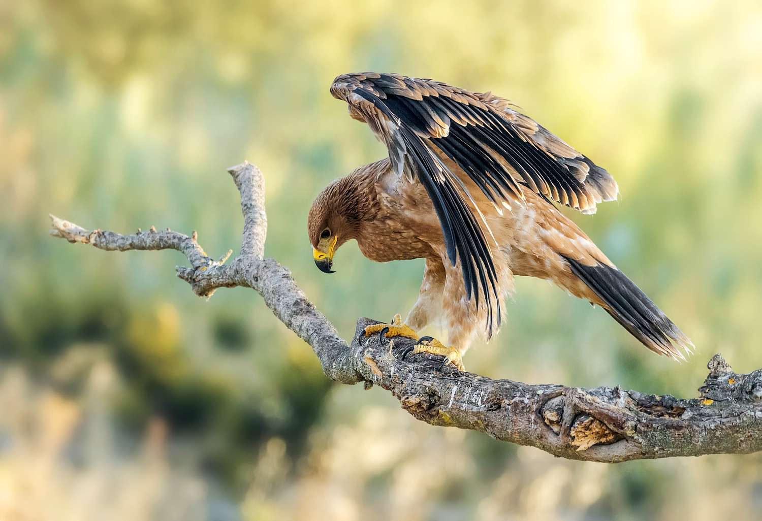 Close-Up de águia dourada pousada em um galho