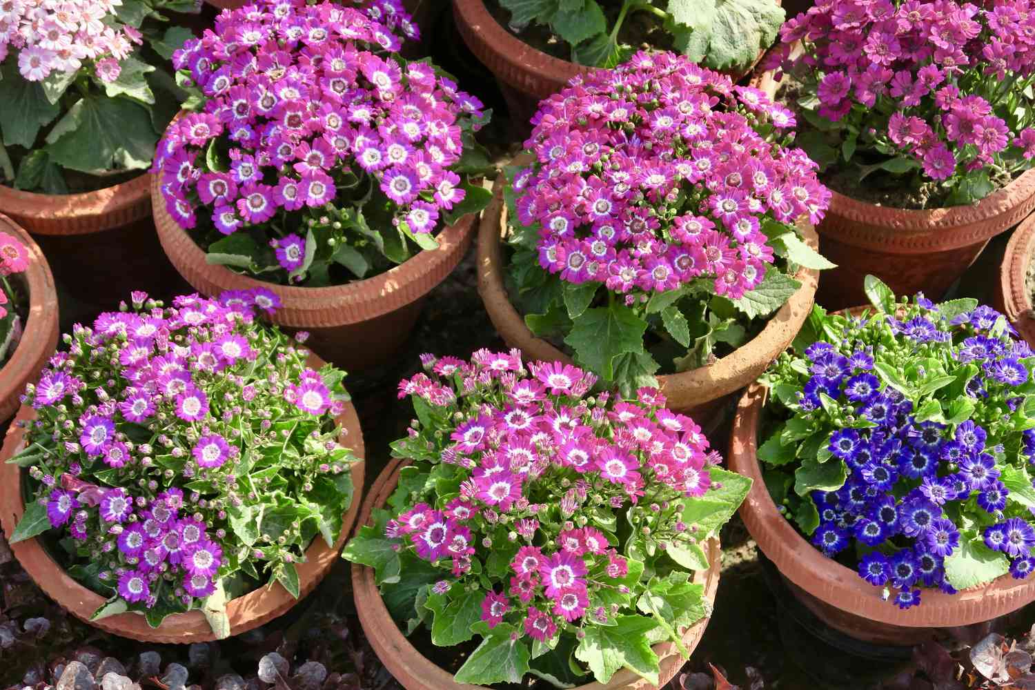 Bild von rosa und violetten Cineraria-Blüten / Gänseblümchen-Pflanzen, blühende Cinerarias-Gänseblümchen in Garten-Plastik-Terrakotta-Blumentöpfen