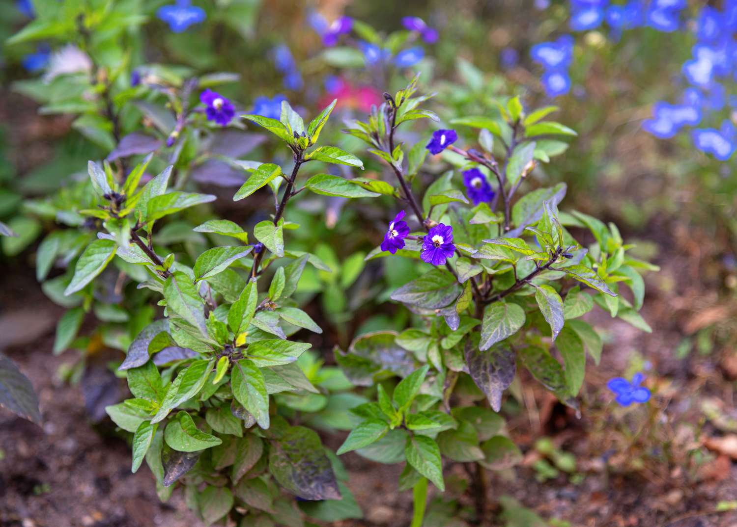 Browallia-Pflanze mit kleinen tiefvioletten Blüten und leuchtend grünen Blättern