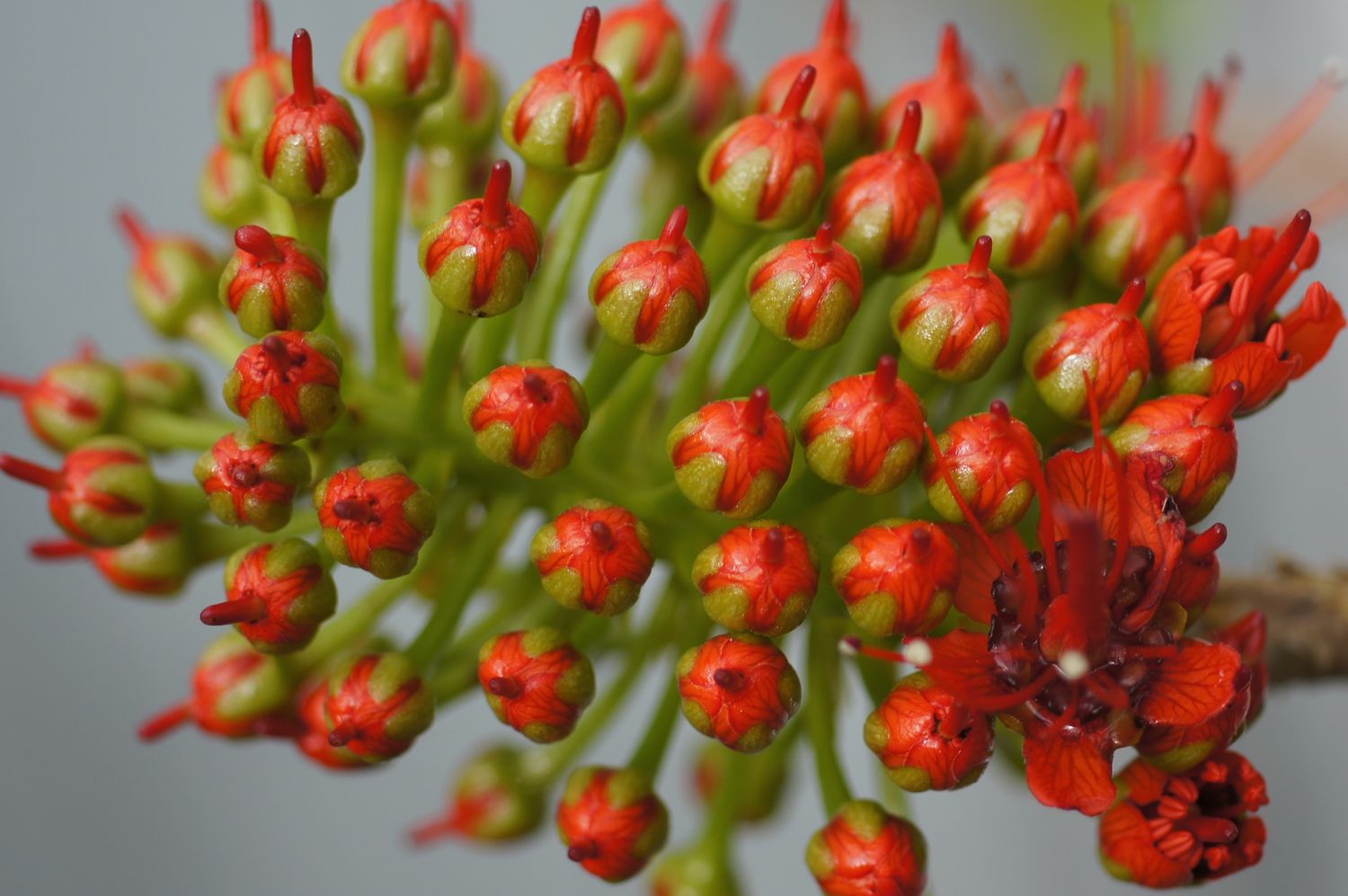 Pagodenpflanze (Clerodendrum paniculatum) Knospen