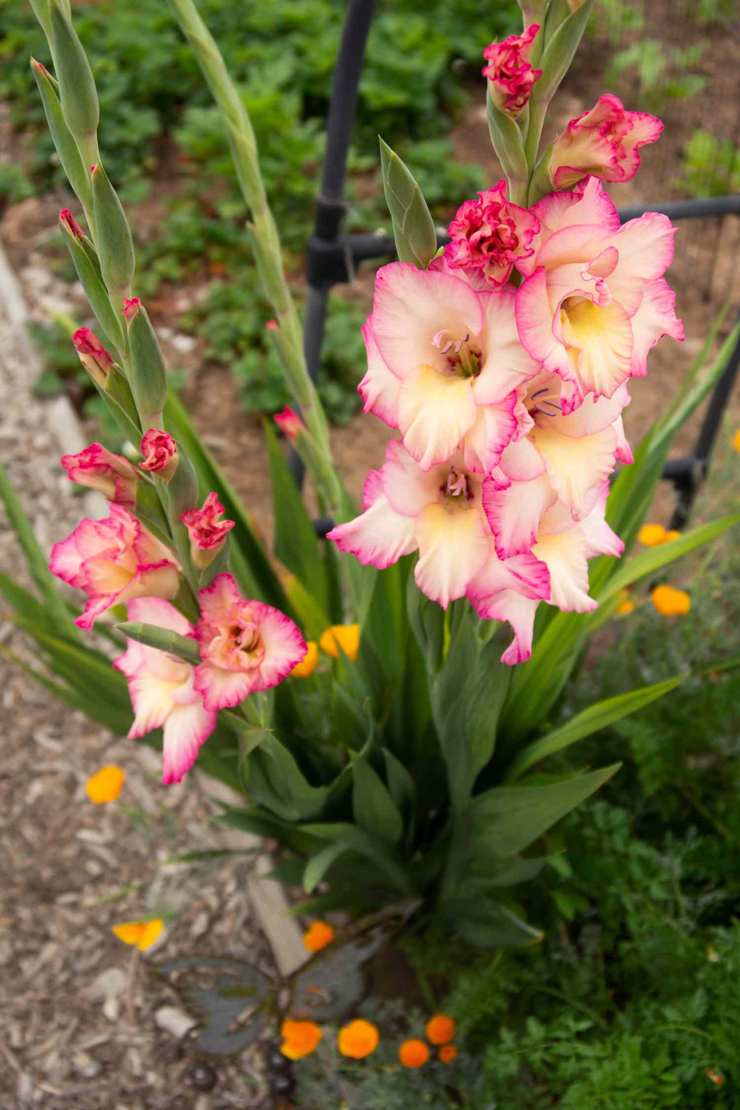 Gladiolus plant with tall flower stalk with cream and pink colored flowers and buds