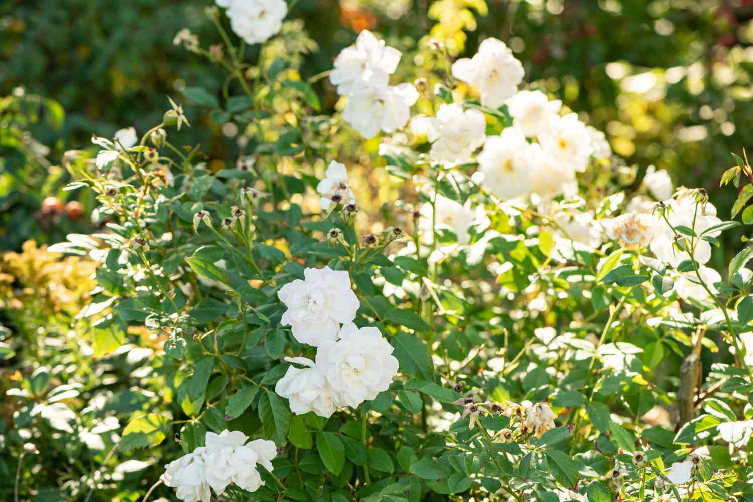 Roseira Cherokee com ramos trepadores e flores brancas