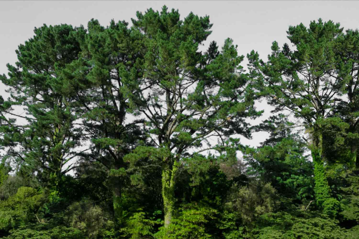Pin de Monterey avec de grands troncs couverts de feuilles et des branches tentaculaires