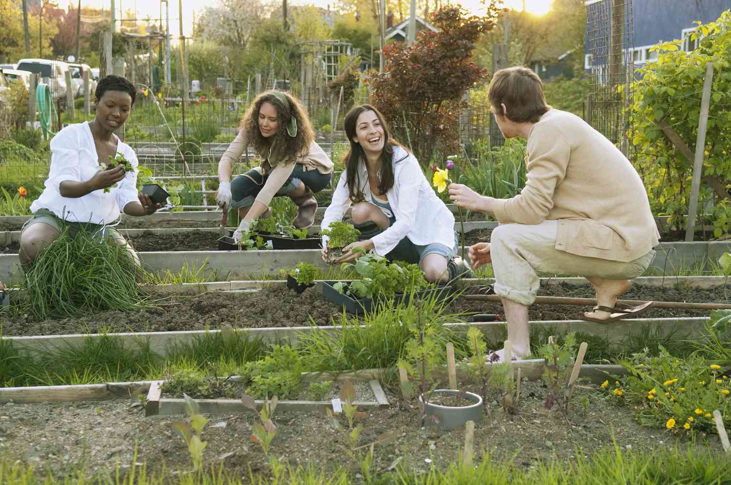 Menschen arbeiten in einem Gemeinschaftsgarten