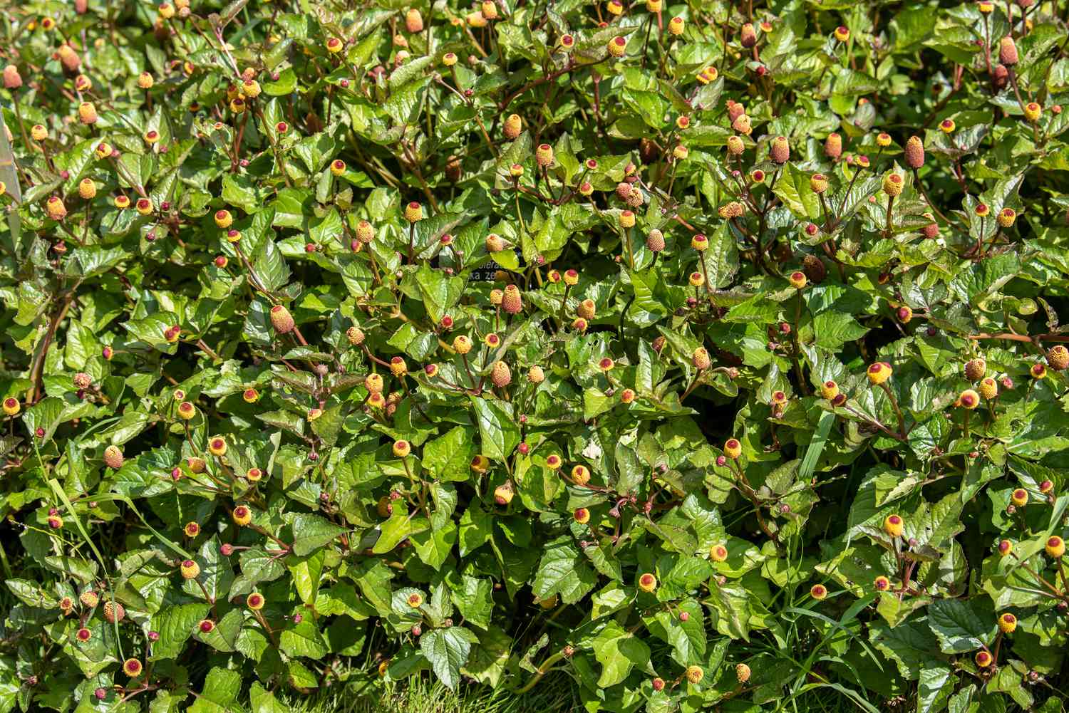 Augapfelpflanzen mit grünen Blättern und gelben und roten Blüten