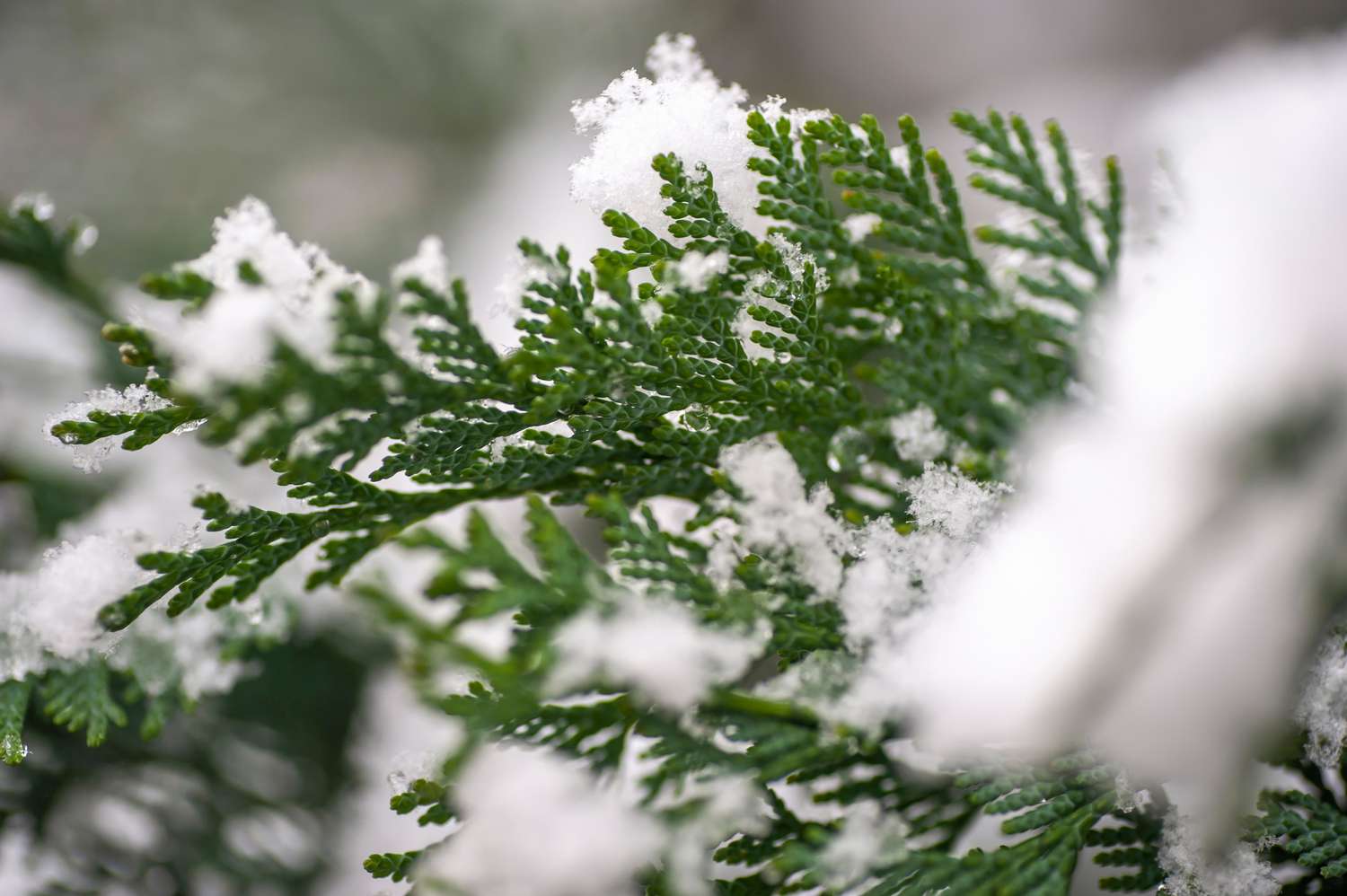 Chamaecyparis Nadelbaumsorte Zweig mit Schnee bedeckt Nahaufnahme