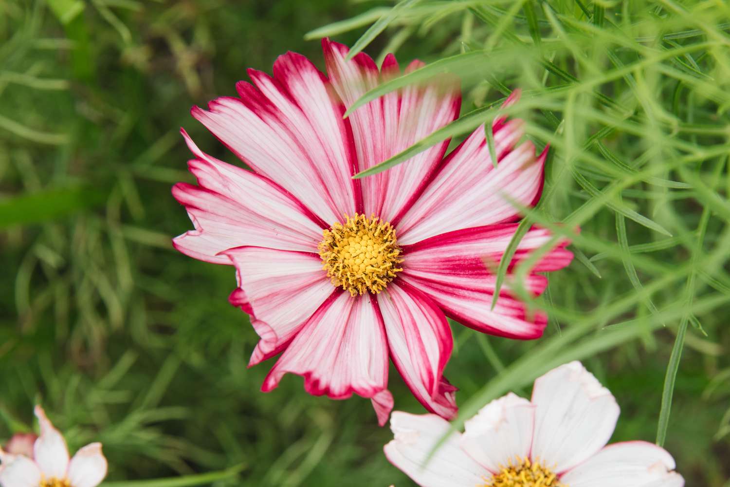 peppermint candy cosmos