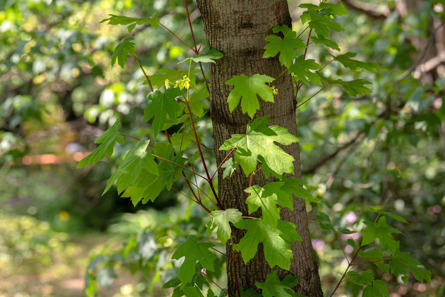 Ramas de arce de hoja grande con grandes hojas verdes a un lado del tronco del árbol