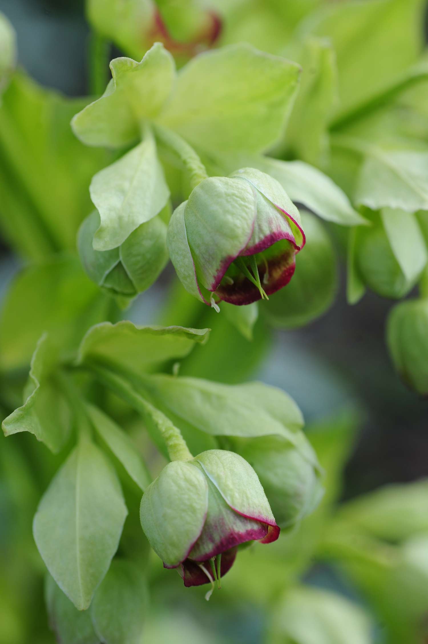 Stinkende Nieswurzpflanze mit hellgrünen und rot gespitzten Schalenblüten in Nahaufnahme