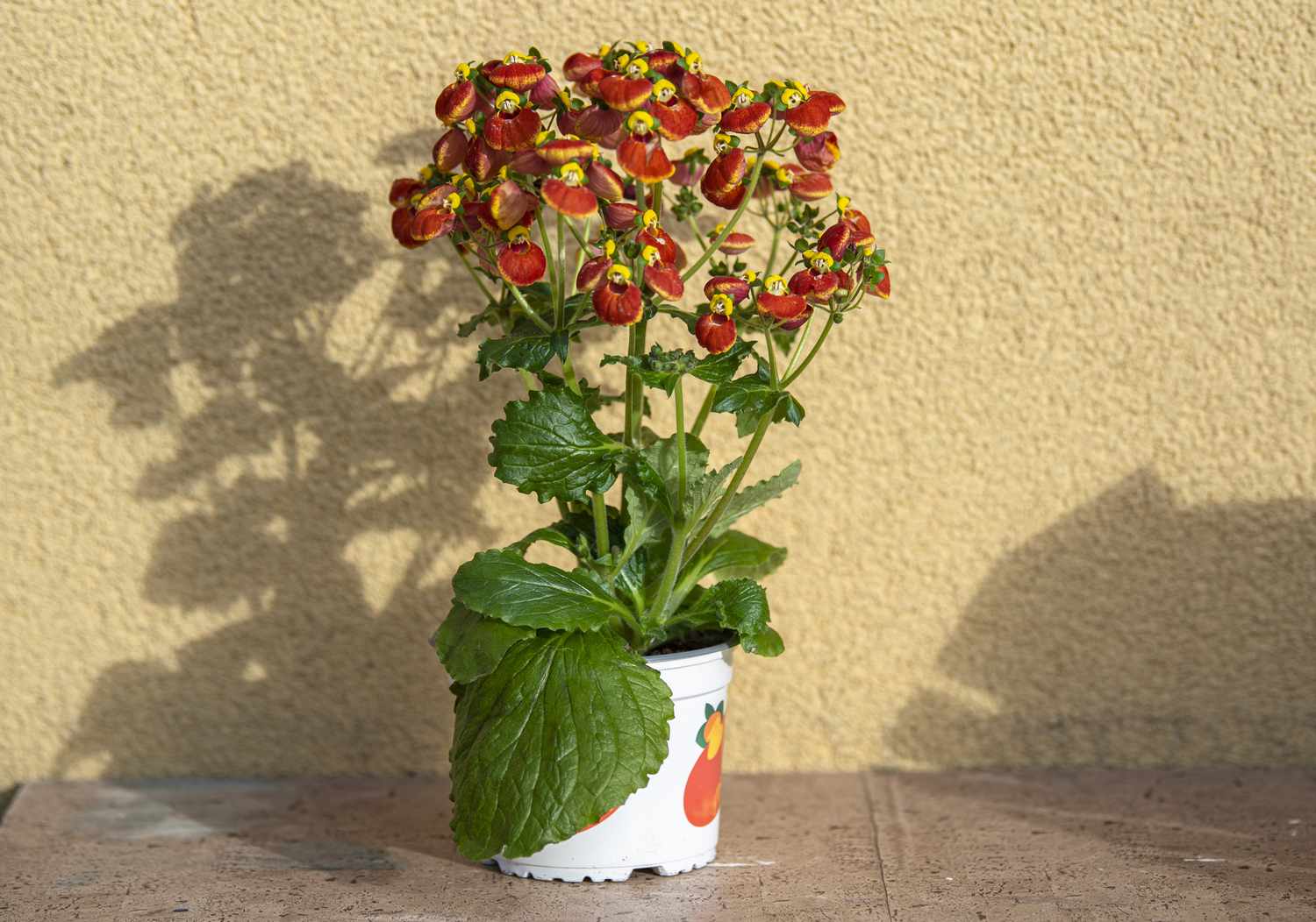 Calceolaria-Pflanze in weißem Topf mit großen Blättern und roten und gelben schlüpferartigen Blüten, die Schatten werfen