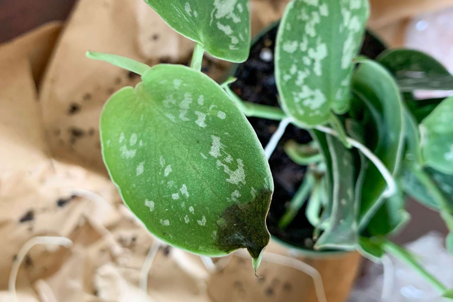 Pequenos danos causados pelo frio na folhagem de uma planta do The Sill