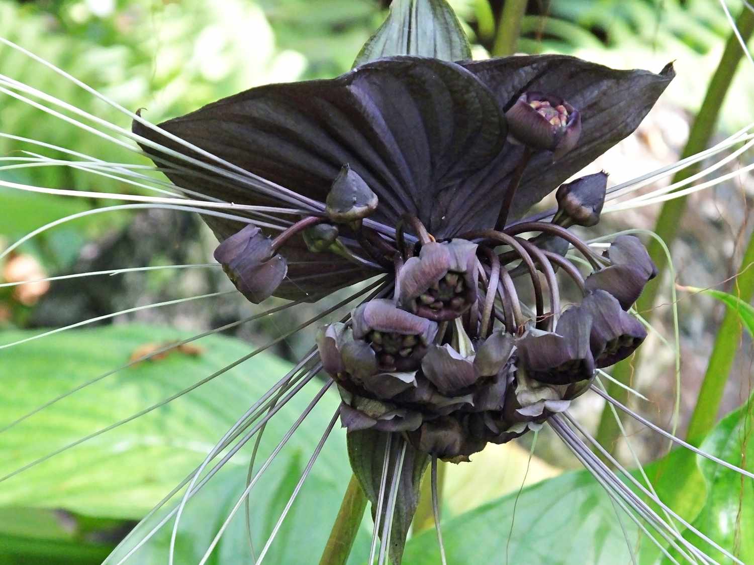 Schwarze Fledermausblume