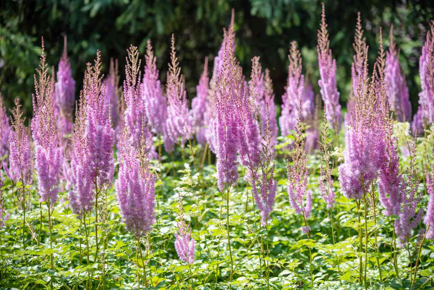 Astilbe plant with fluffy pink flowers in bog garden