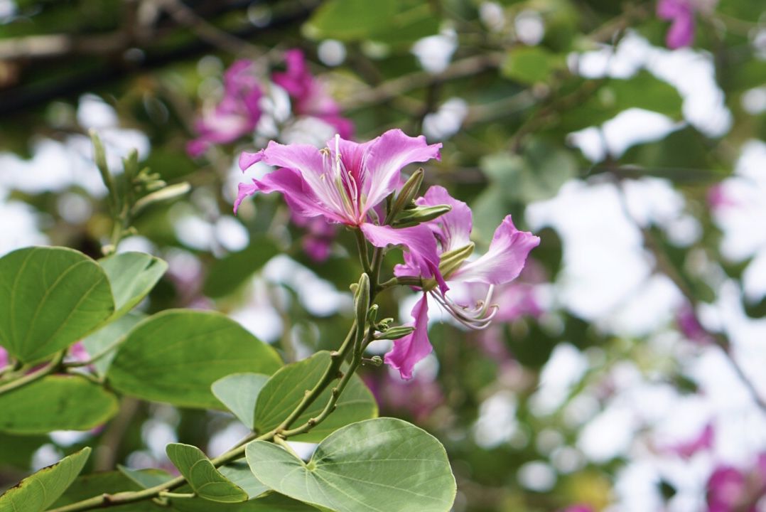 Hongkong-Orchideenbaumzweig mit runden Blättern und rosa und weißen Blüten