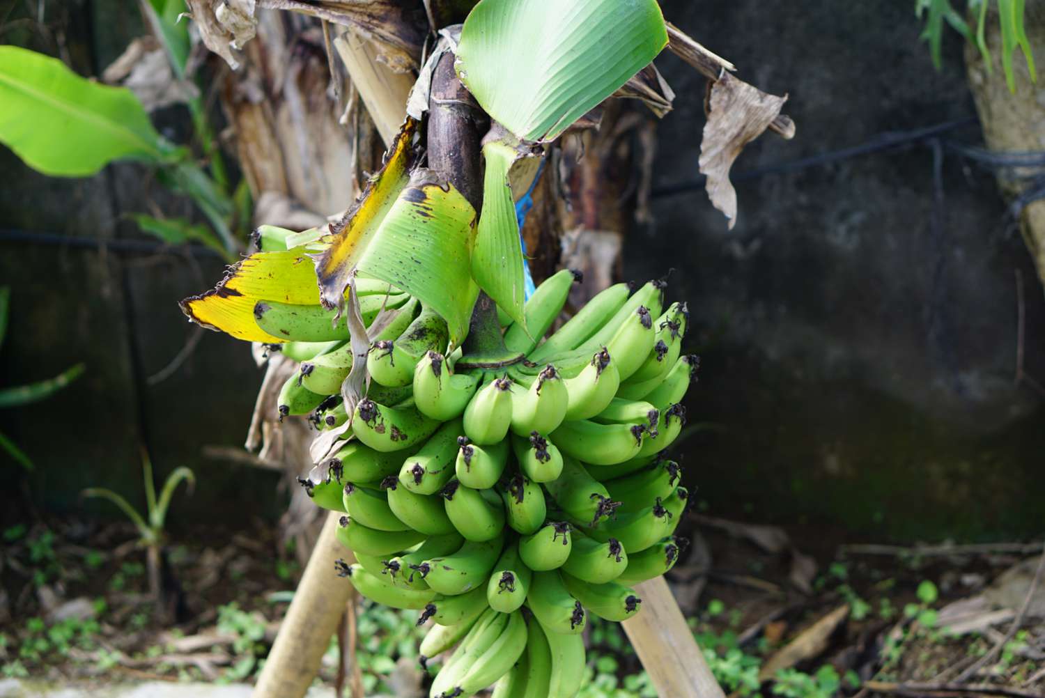 closeup of plantains