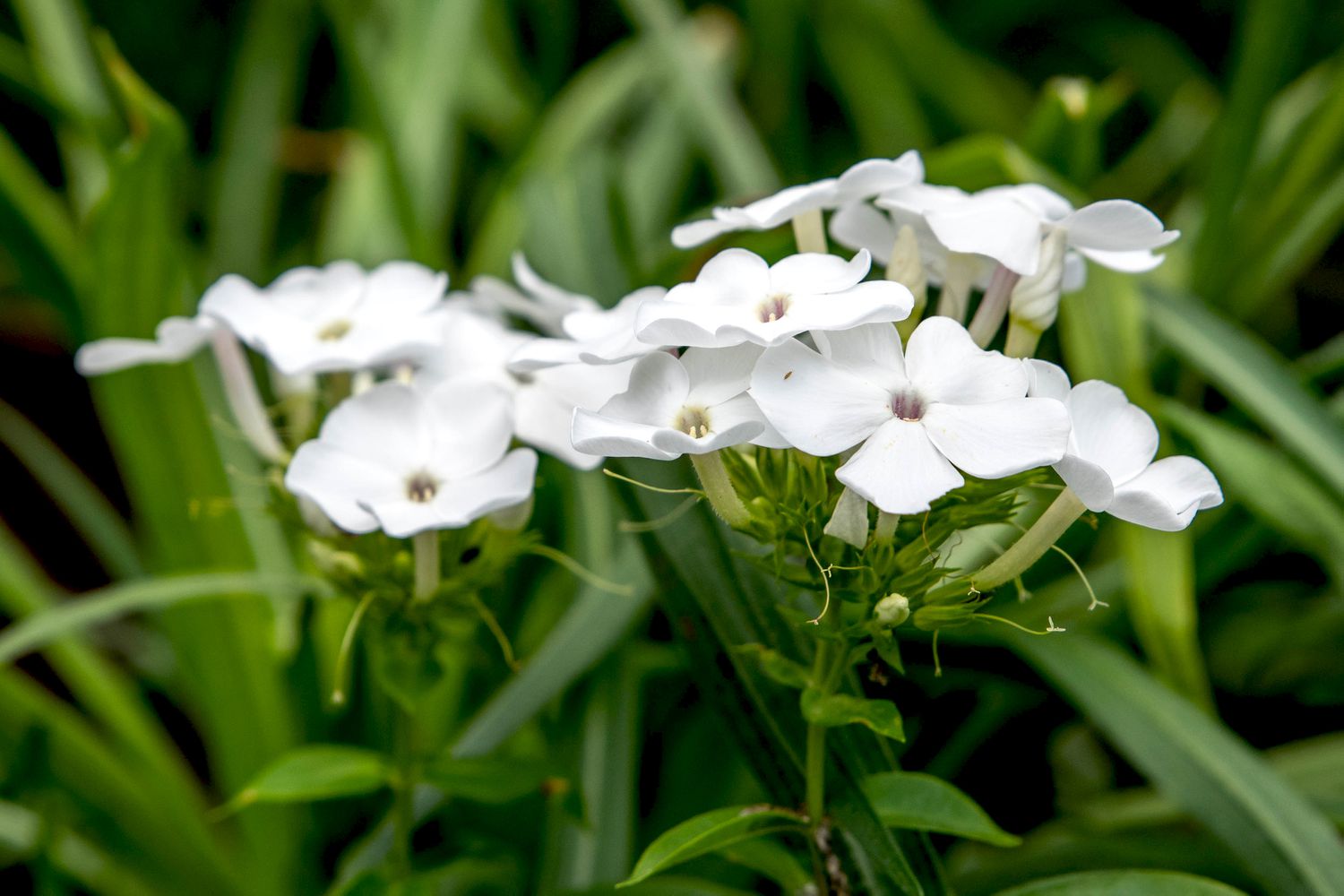 'David' garden phlox plant with small white flowers clustered with buds on stem closeup