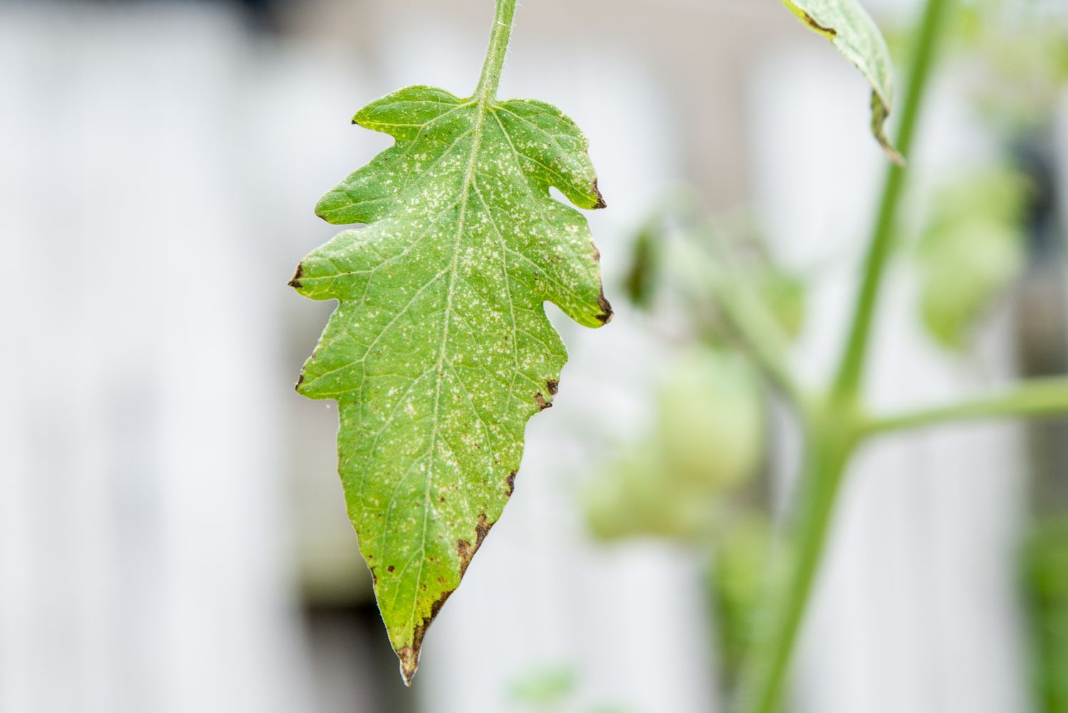 oidio en una hoja de planta