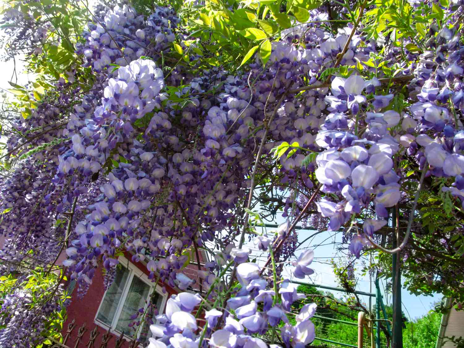 Fondo floral brillante de grandes flores azul-púrpura de glicinia