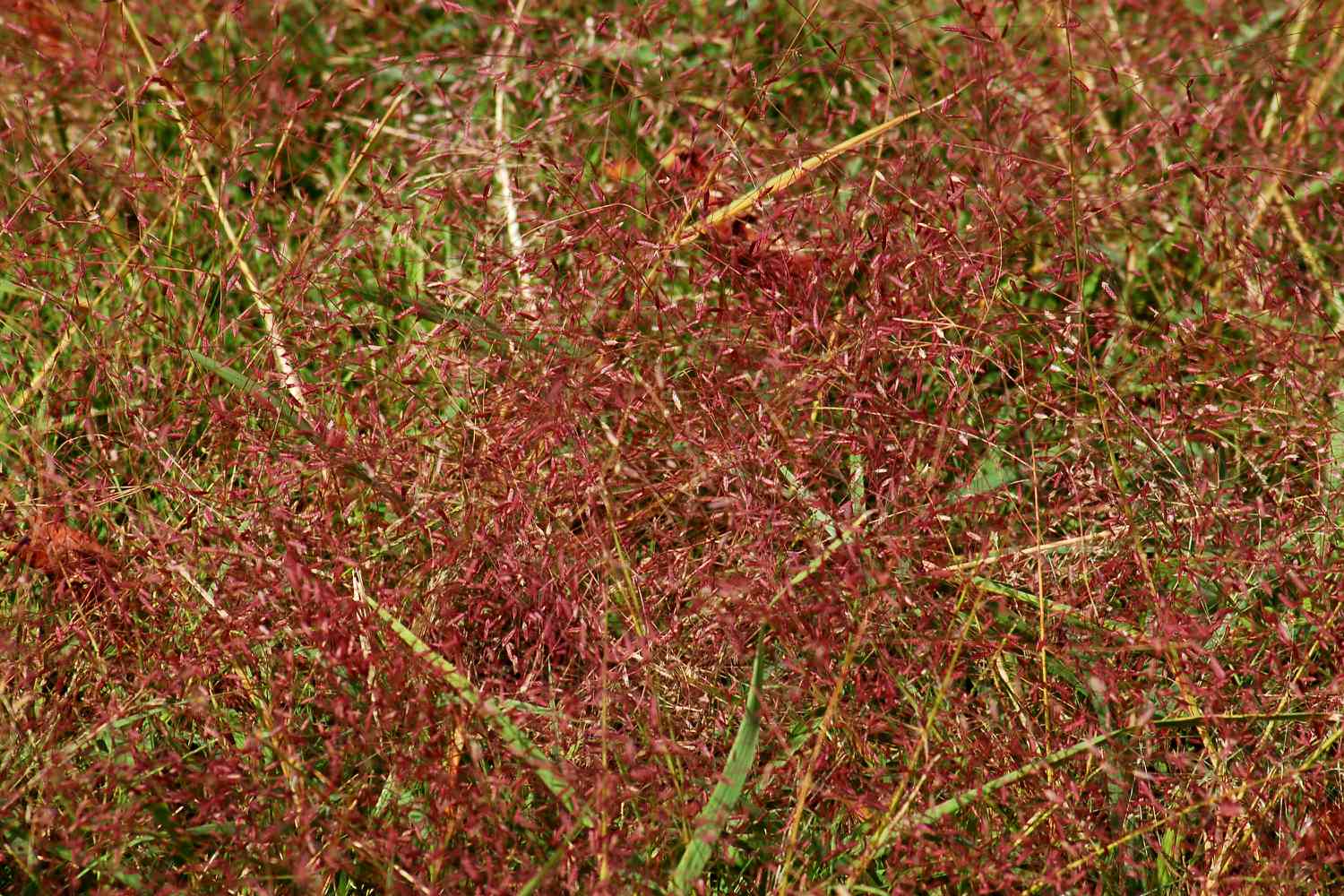 Imagen: hierba del amor morada. Esta hierba silvestre se ve a menudo en los bordes de las carreteras.