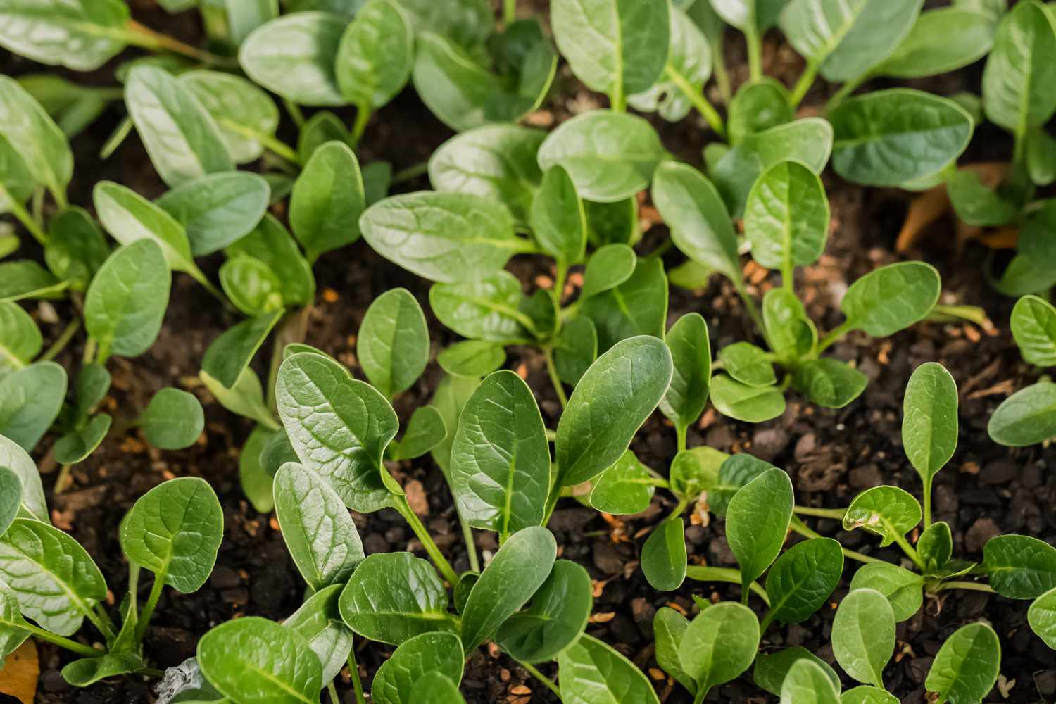 spinach growing in the garden