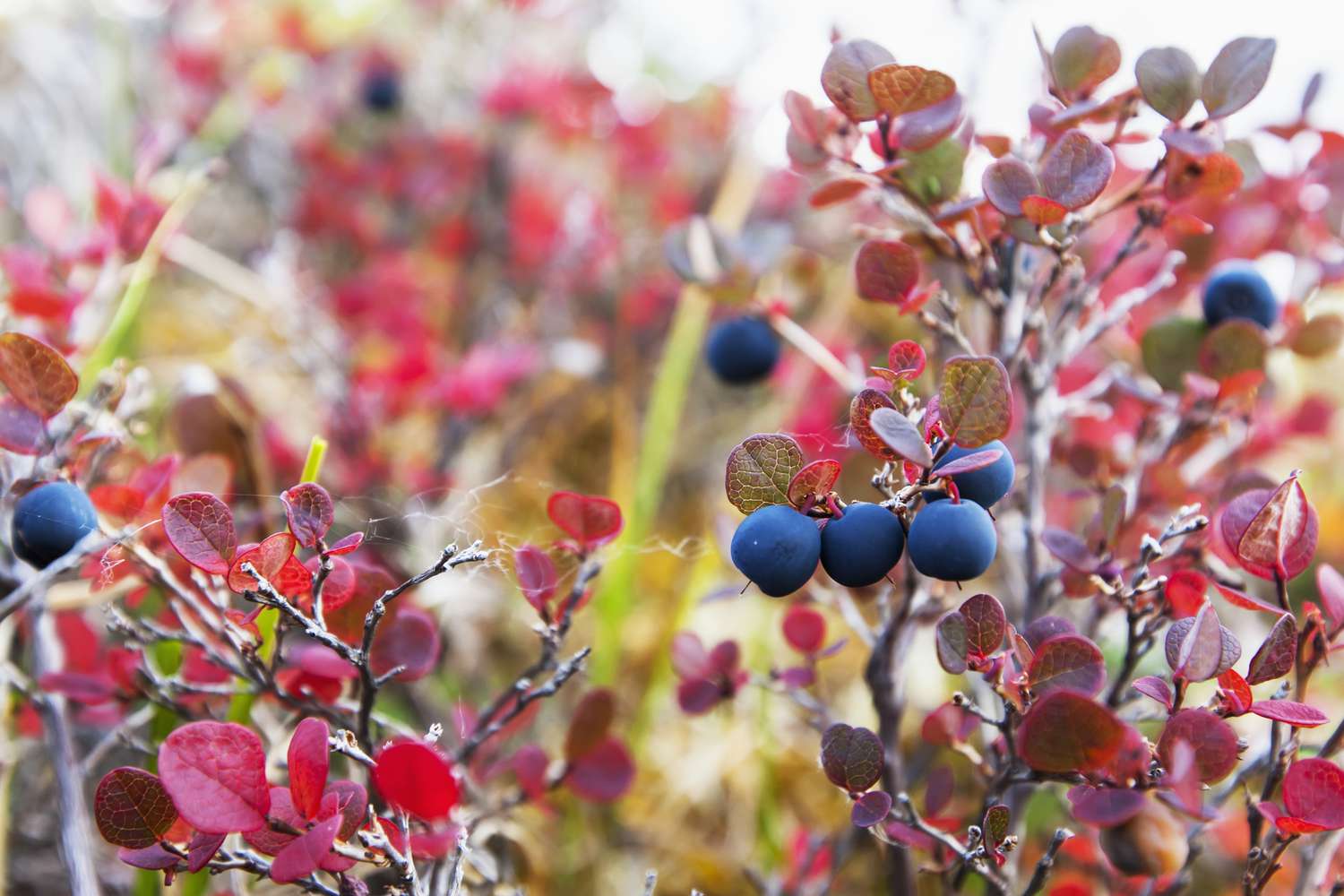 Lowbush Blueberry mit rotem Herbstlaub