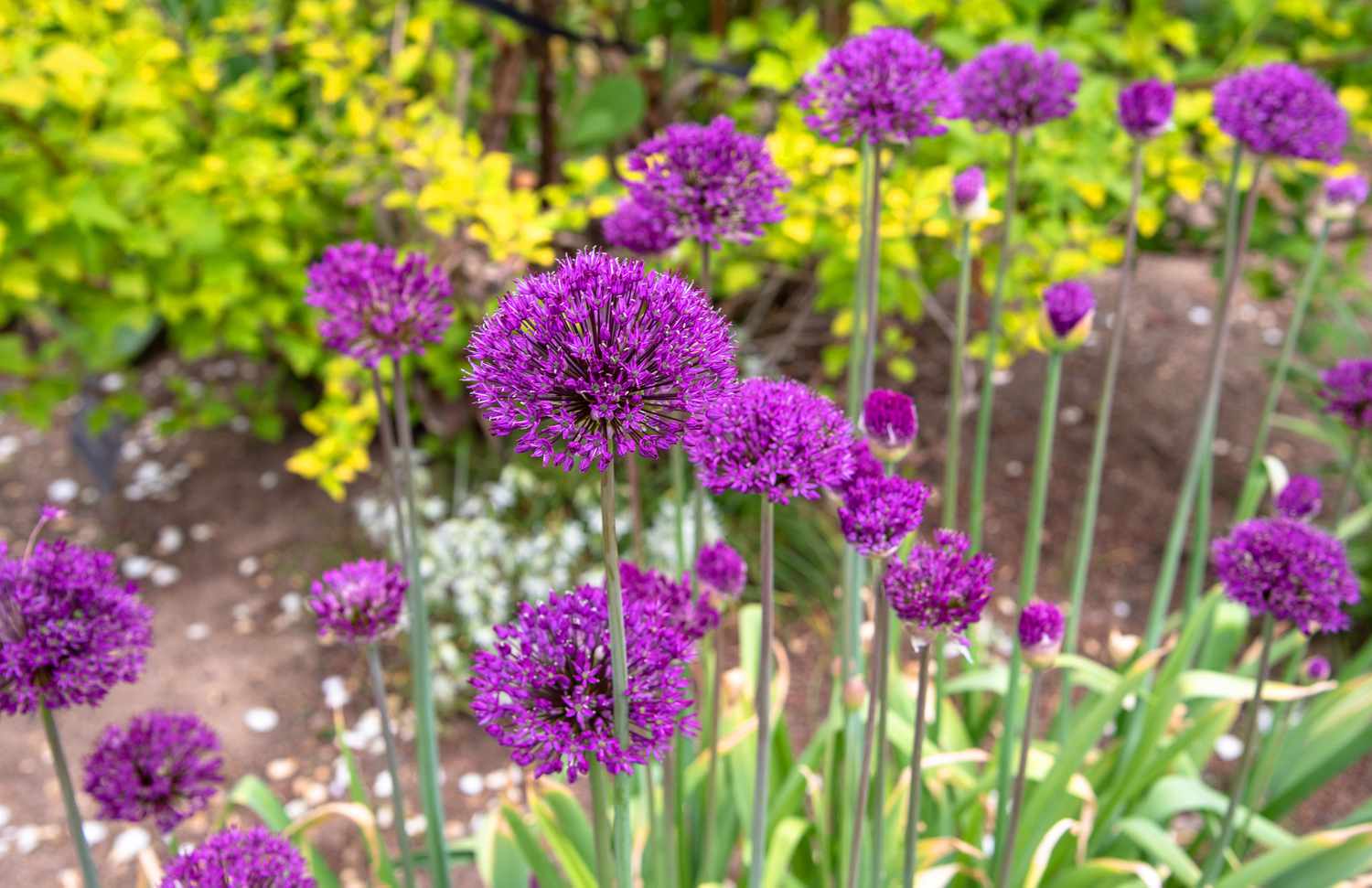 Plantas ornamentales de cebolla con racimos de flores moradas en forma de globo sobre tallos altos