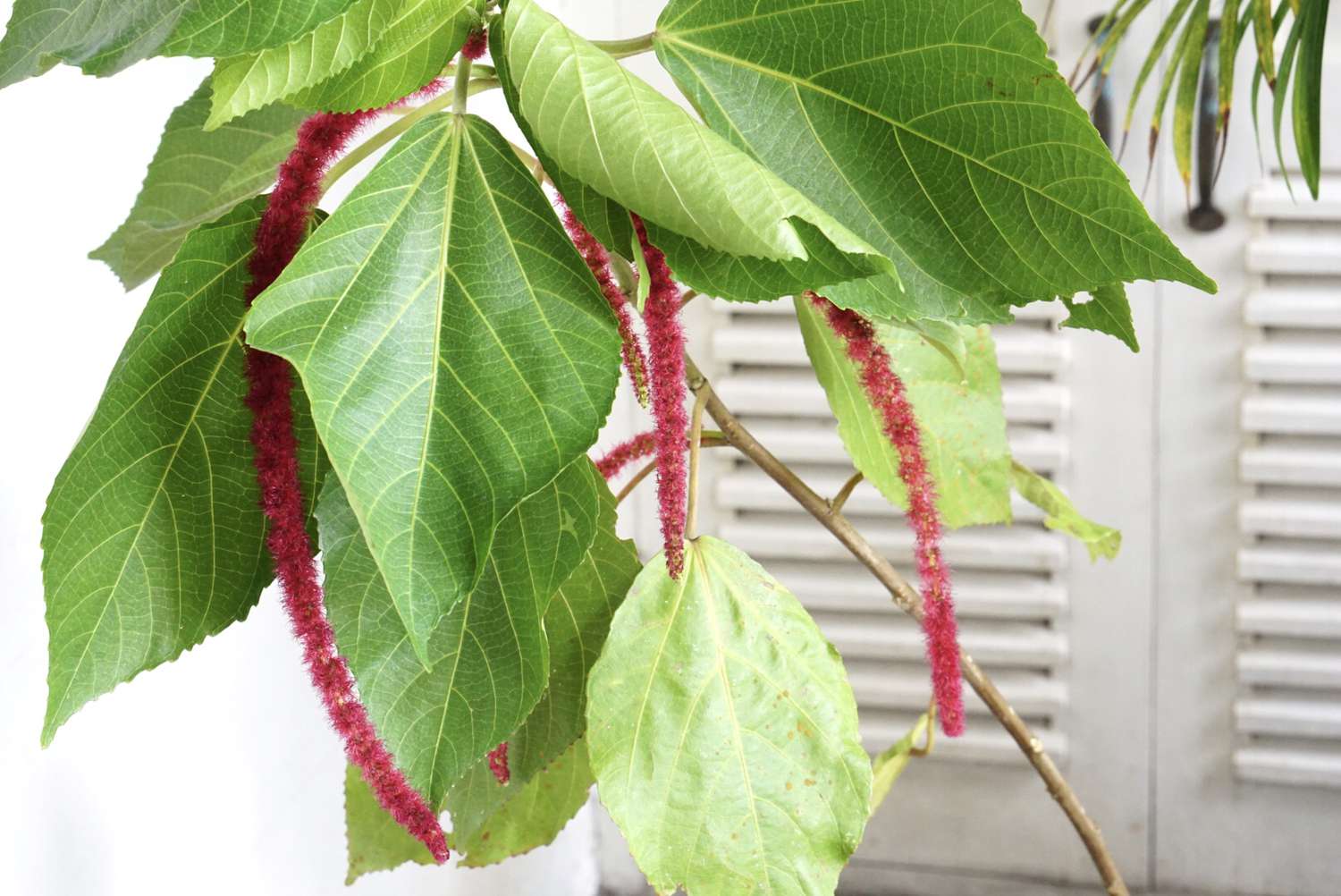 Acalypha plant with large leaves and red bottle brush-like flowers hanging 