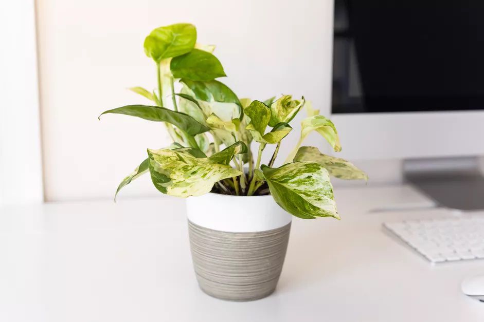 Manjula Pothos in einem grau-weißen Topf auf einem Schreibtisch.