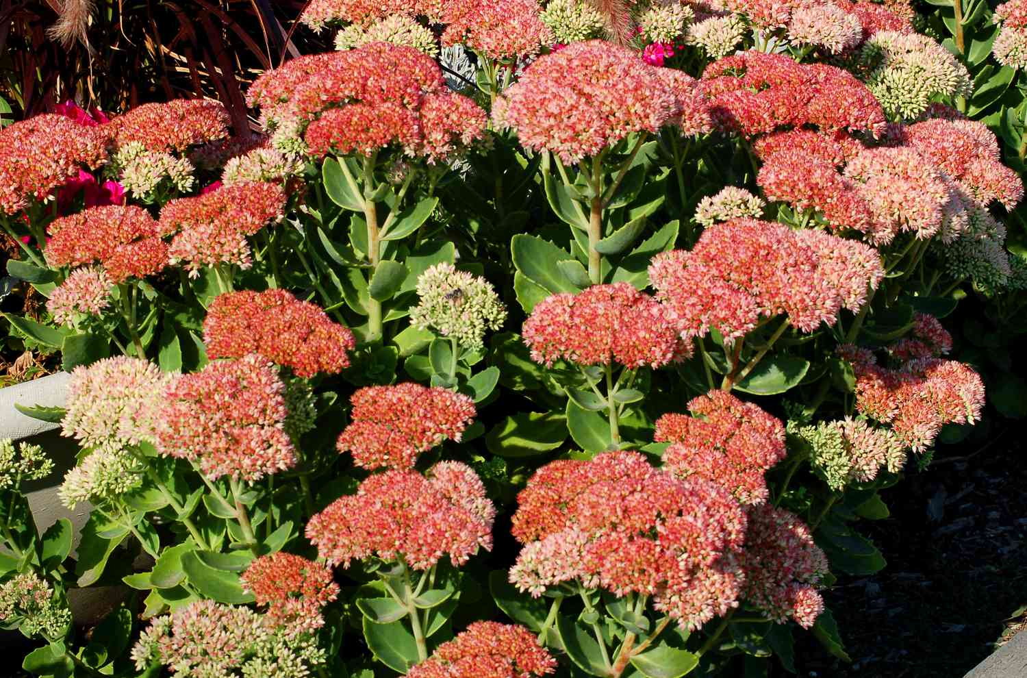 Herbstfreude Sedum-Pflanze in Blüte