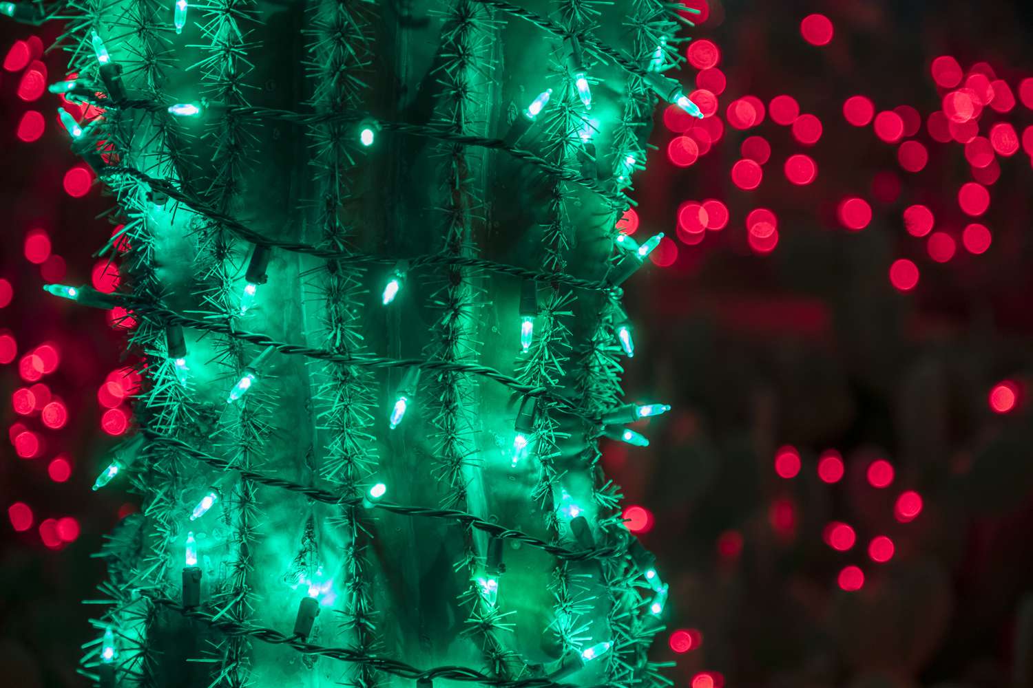 Kaktus in weihnachtlichem Grün geschmückt