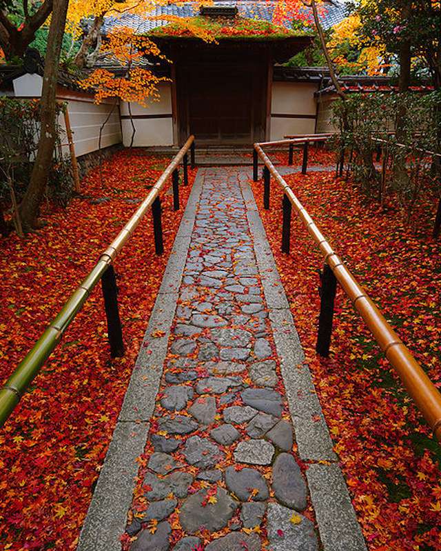 Bambuszaun flankiert Steinweg mit leuchtend roten Ahornblättern, der zu einem japanischen Hauseingang führt