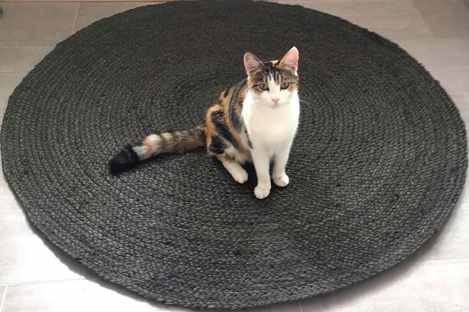 Ein Teppich, besetzt mit dem besten Dekorationszubehör, einem Haustier