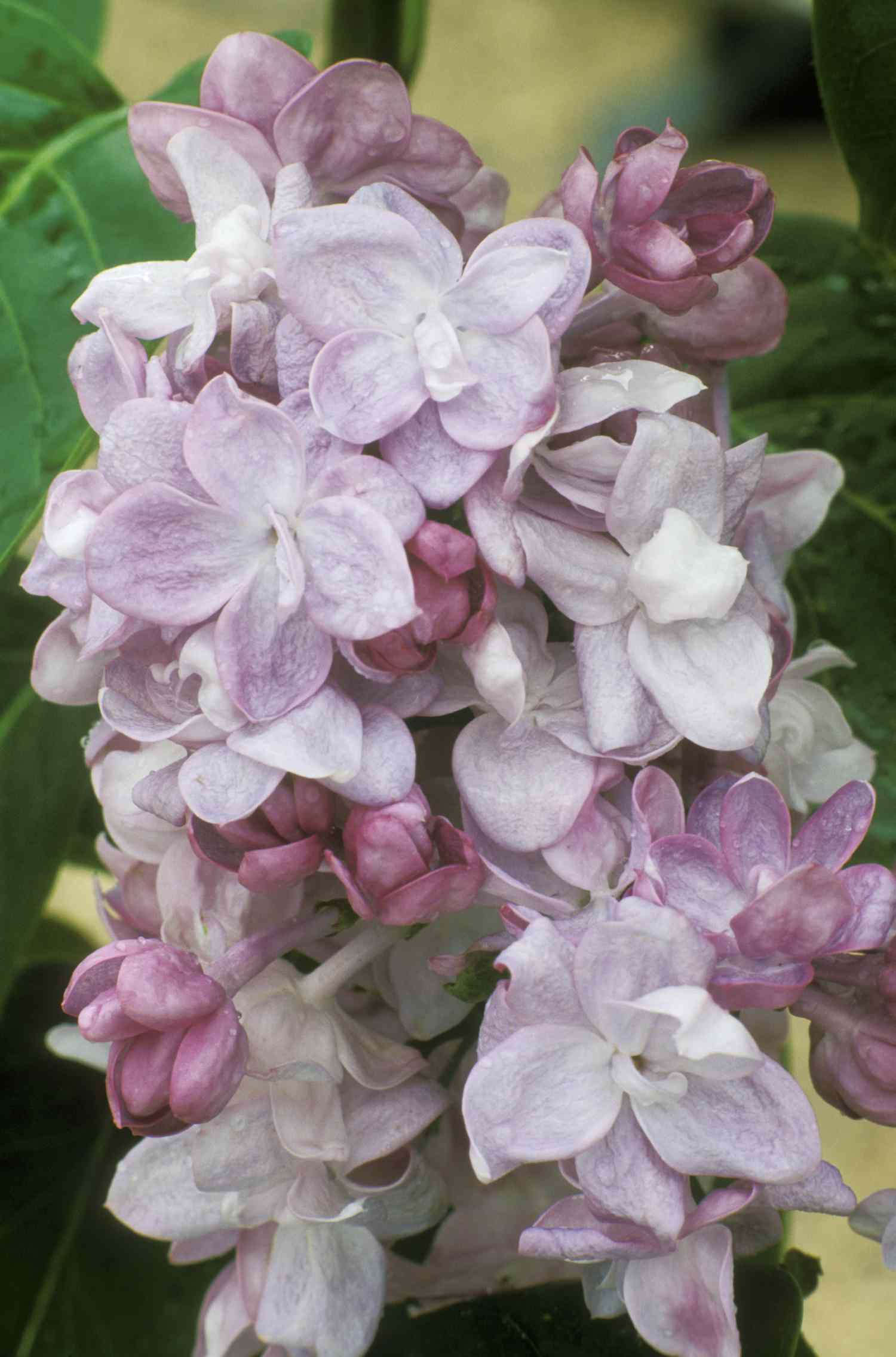 Der Katherine Havemeyer Flieder mit blasslavendelfarbenen Blüten