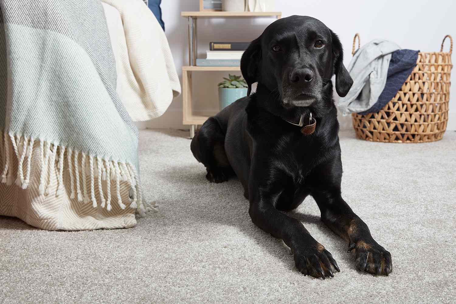Hund liegt auf Teppichboden