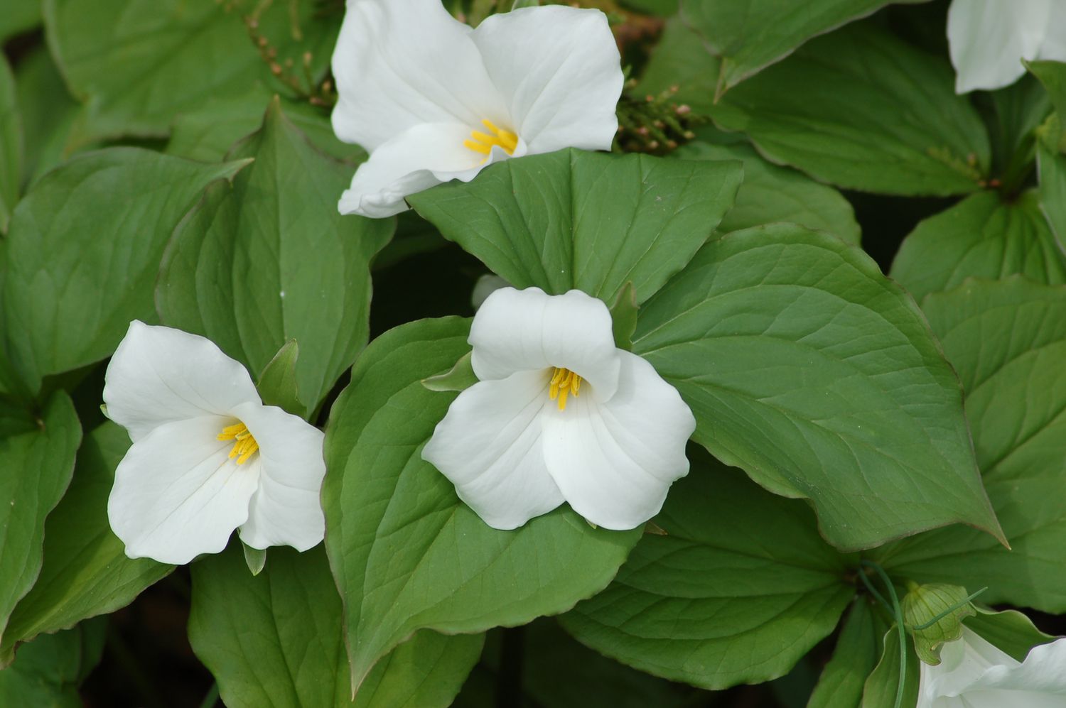 Picture of trillium with white flowers